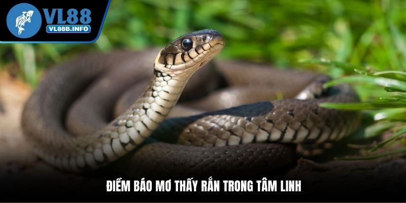 Điềm báo mơ thấy rắn trong tâm linh