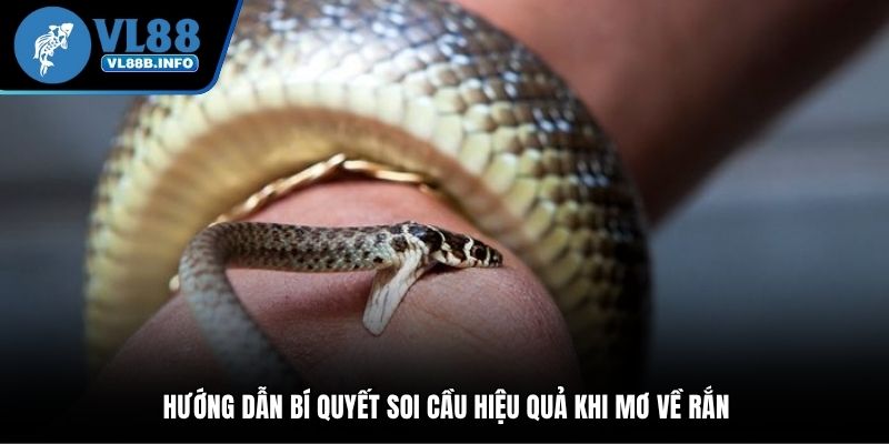Hướng dẫn bí quyết soi cầu hiệu quả khi mơ về rắn