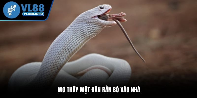 Mơ thấy một đàn rắn bò vào nhà