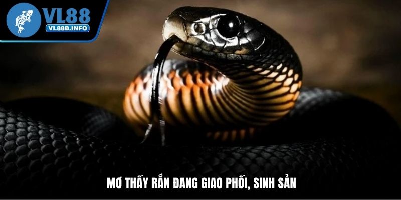 Mơ thấy rắn đang giao phối, sinh sản
